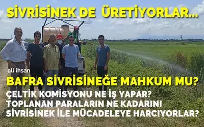 Çeltik İle Beraber Sivrisinek De Üretiyorlar!