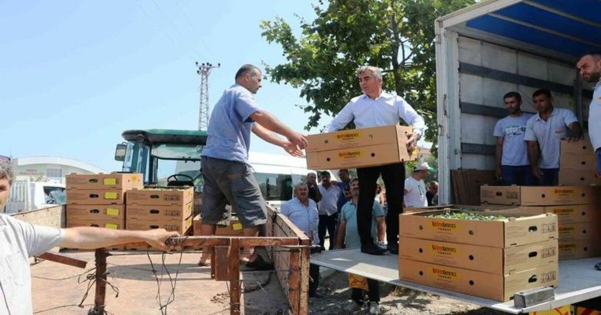 Bafra’da 687 bin kışlık sebze fidesi dağıtıldı