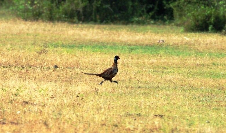 Tabiata 323 bin 721 sülün
 - Samsun Gelemen Sülün Üretme İstasyonu’nda kurulduğu günden bu yana 323 bin 721 adet sülün üretilerek Türkiye’de çeşitli alanlarda tabiata yerleştirildi.