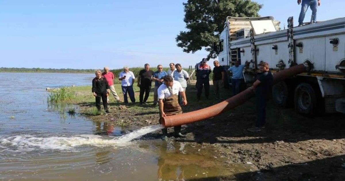 Baraj göllerine 2,5 milyon sazan yavrusu
