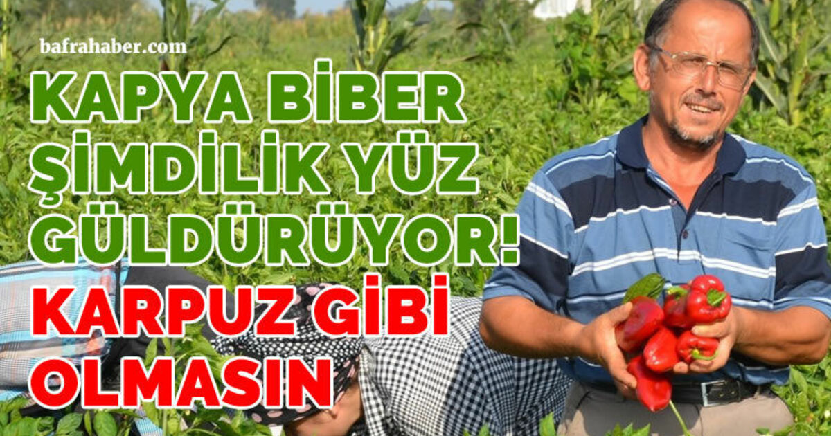 Bafra Ovası’nda kapya biber üreticinin yüzünü güldürüyor