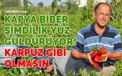 Bafra Ovası’nda kapya biber üreticinin yüzünü güldürüyor