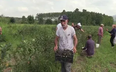 Samsun’da ‘aronia’ hasadı
