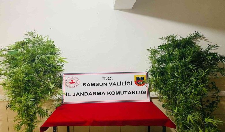 Jandarma 12 kök kenevir ele geçirdi: 1 gözaltı
 - Samsun’da jandarma ekipleri tarafından bir evin bahçesine düzenlenen operasyonda 12 kök kenevir bitkisi ele geçirirken, olayla ilgili bir kişi gözaltına alındı.