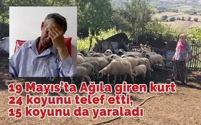 Ağıla giren kurt 24 koyunu telef etti, 15 koyunu da yaraladı