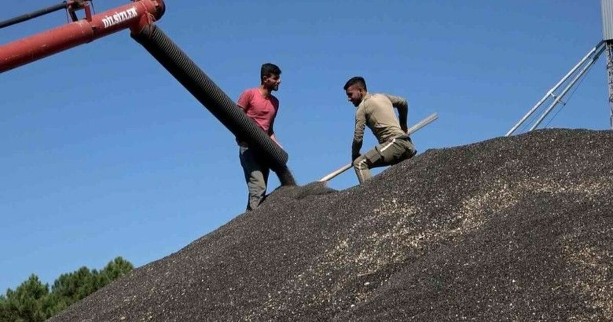 Bafra’da ayçiçeği alımları başladı
