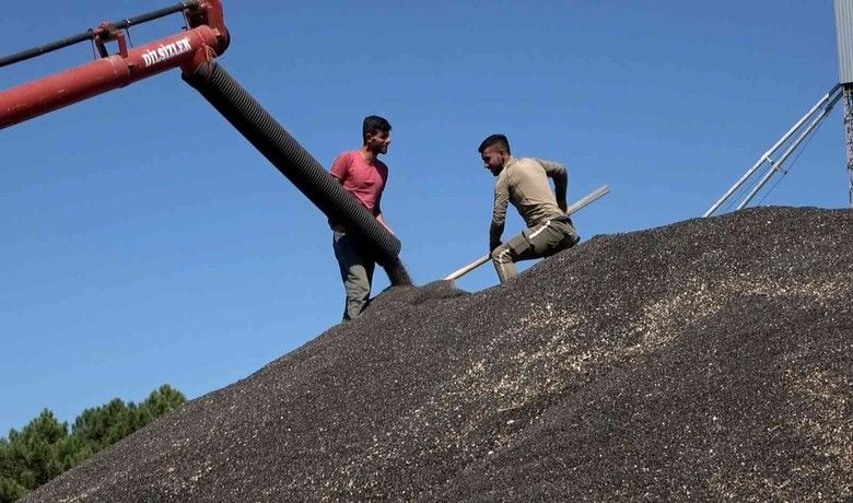 Bafra’da ayçiçeği alımları başladı
 - Samsun’un Bafra ilçesinde Karadeniz Yağlı Tohumlar Tarım Satış Kooperatifleri Birliği (KARADENİZBİRLİK) tarafından ayçiçeği alımlarına başlandı.