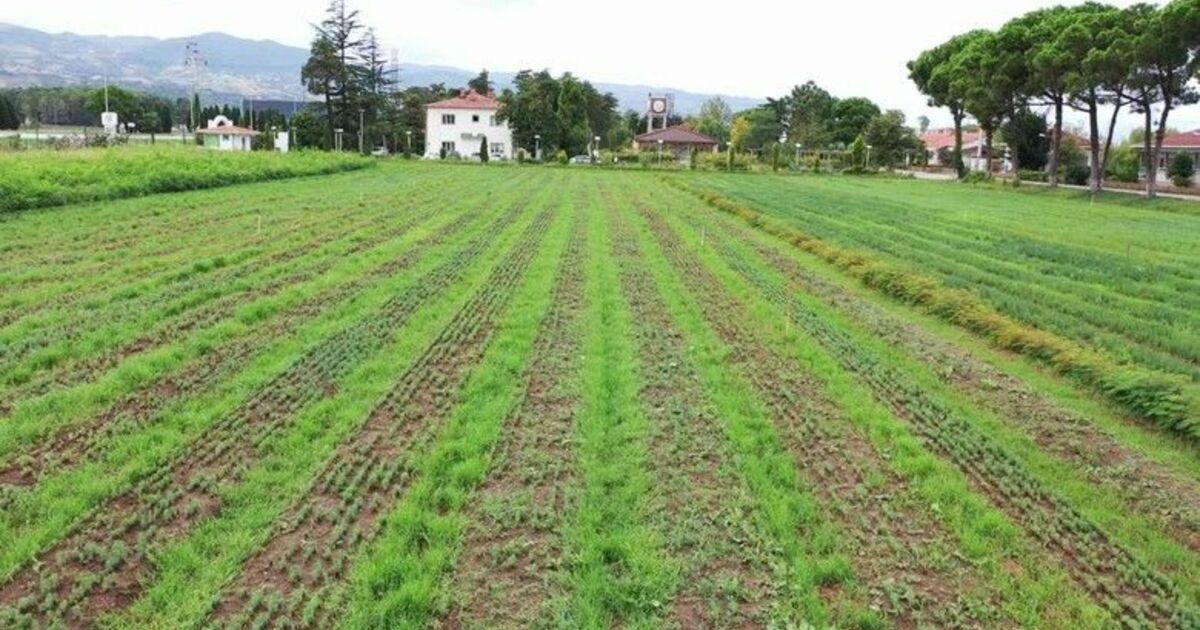 Yeşil vatana 10 milyon fidan
