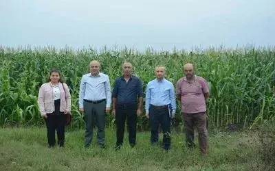 Silajlık mısır hasadı devam ediyor
