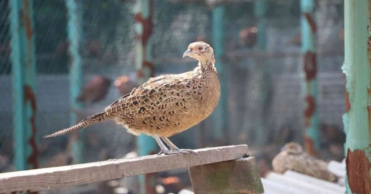 9 sülün 53 yılda 340 bin 441 sülün oldu
