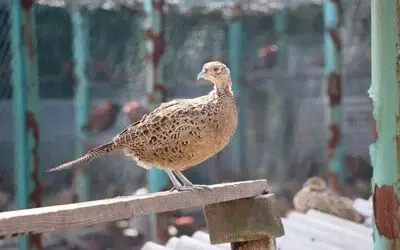 9 sülün 53 yılda 340 bin 441 sülün oldu
