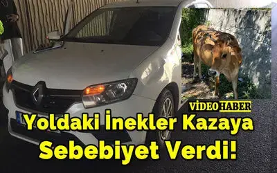 Hastane Kavşağının Alt Geçidinde Seyir Halindeki Otomobil İneğe Çarptı