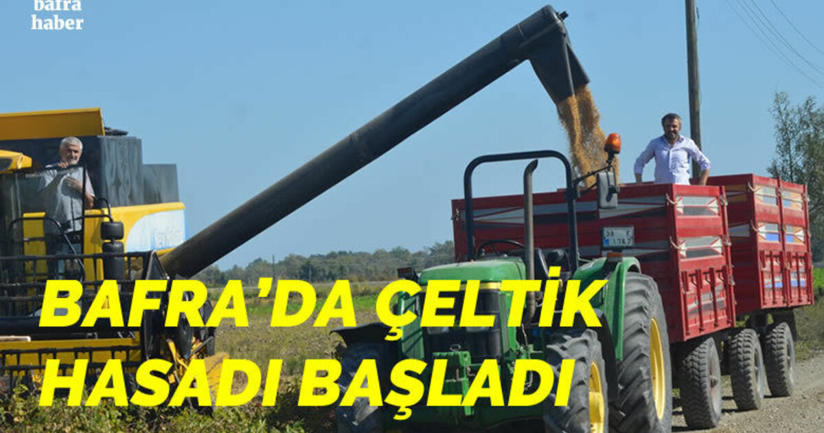 Bafra Ovası’nda çeltik hasadı başladı