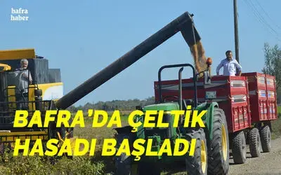 Bafra Ovası’nda çeltik hasadı başladı