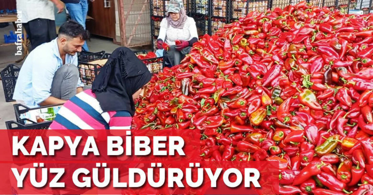 Bafra'da Kapya biber yüz güldürüyor