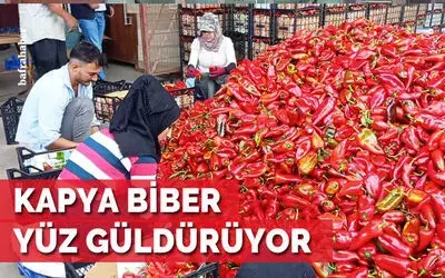 Bafra'da Kapya biber yüz güldürüyor