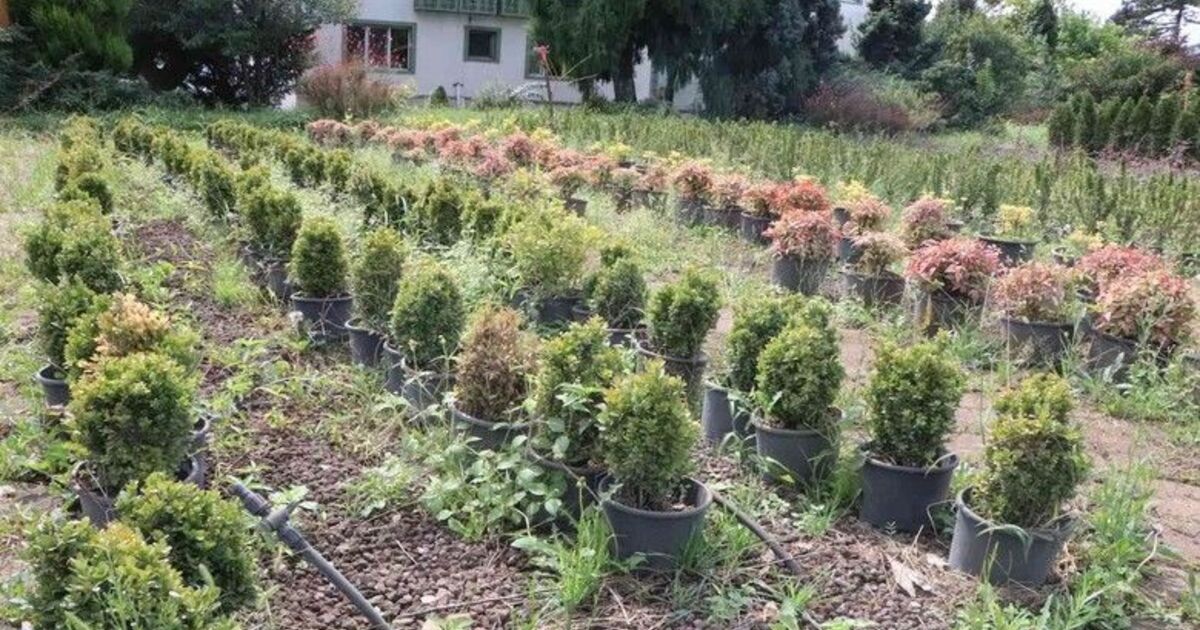 3 fidanlıkta 3 milyon fidan hedefi
