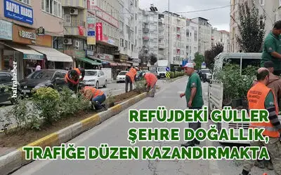 Refüjdeki Güller Şehre Doğallık, Trafiğe Düzen Kazandırmakta