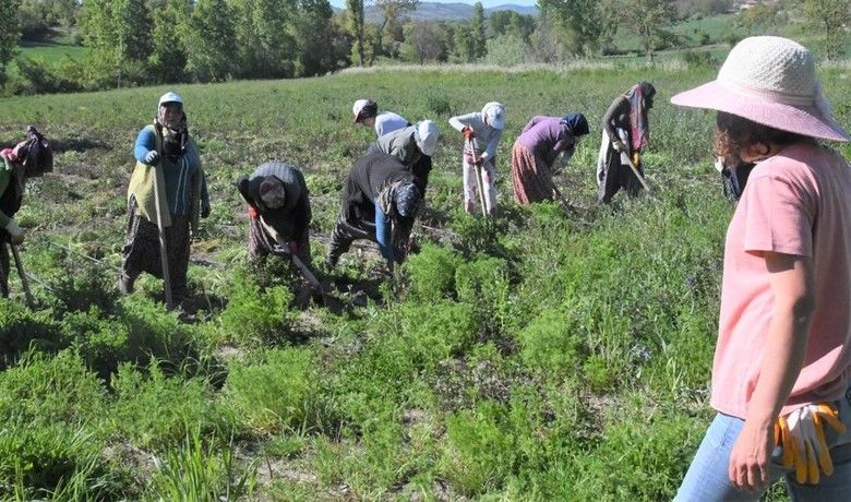 Samsun’da 11 bin 456 çiftçiyefide, fidan ve tohum desteği - Samsun Büyükşehir Belediyesi 3 yılda 66 bin 403 dekar alanda 11 bin 456 çiftçiye fide, fidan ve tohum desteği sağladı.