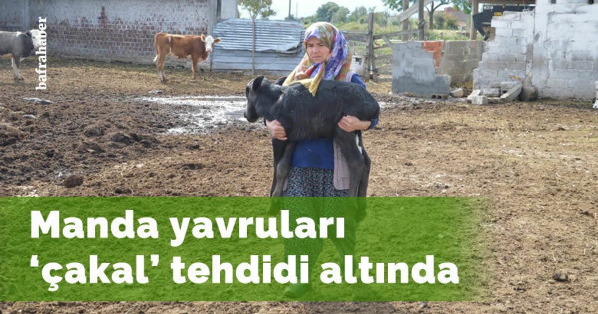 Kızılırmak Deltasında Manda yavruları ’çakal’ tehdidi altında