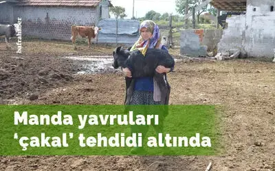 Kızılırmak Deltasında Manda yavruları ’çakal’ tehdidi altında