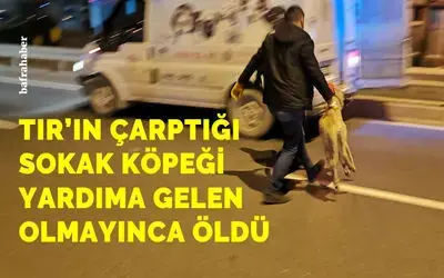 Tır’ın Çarptığı Sokak Köpeği Yardıma Gelen Olmayınca Öldü