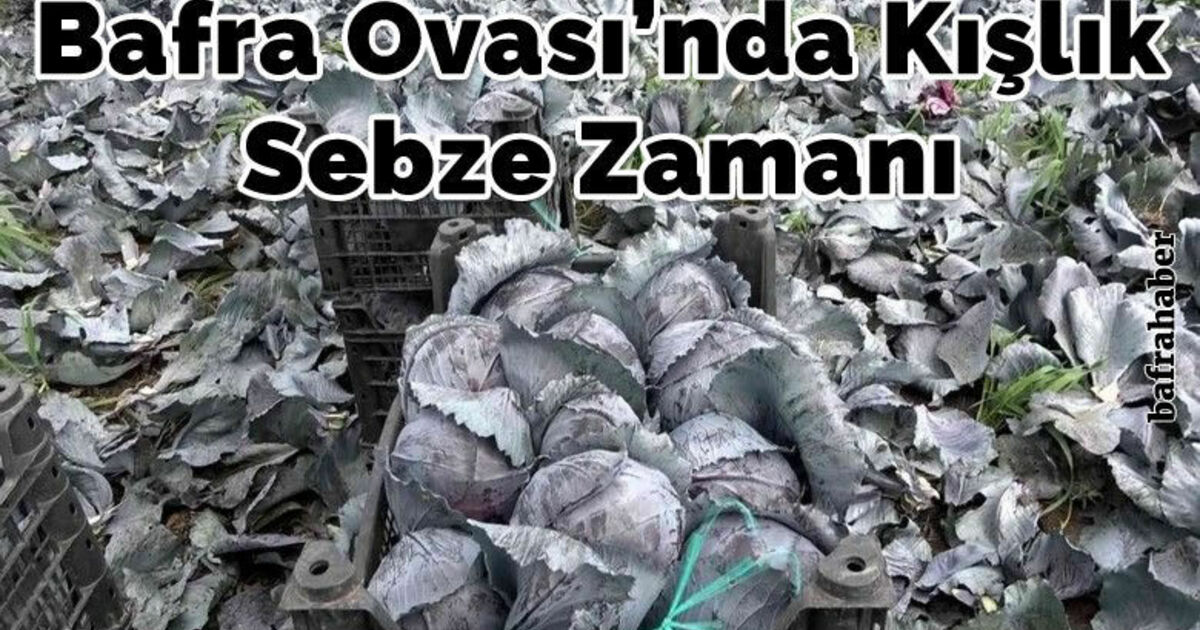 Bafra Ovası’nda kışlık sebze zamanı