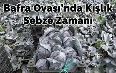 Bafra Ovası’nda kışlık sebze zamanı