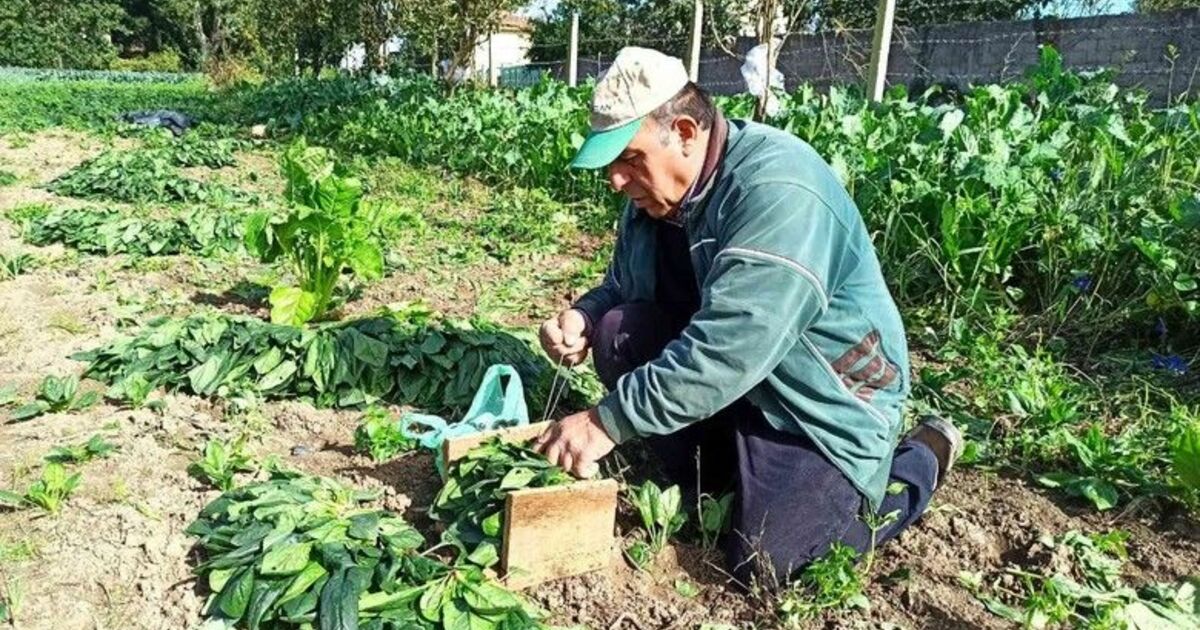 Karpuzdan zarar eden üreticinin yüzünü ıspanak güldürdü
