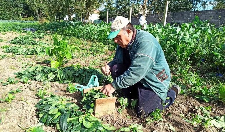Karpuzdan zarar edenüreticinin yüzünü ıspanak güldürdü