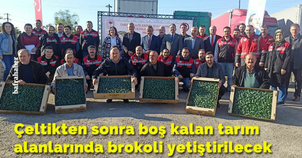 Çeltikten sonra boş kalan tarım alanlarında brokoli yetiştirilecek