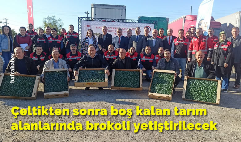 Çeltikten sonra boş kalantarım alanlarında brokoli yetiştirilecek
