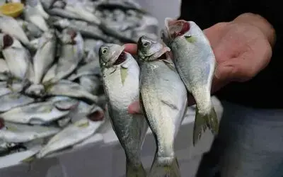 Palamuda güle güle, çinekopa merhaba
