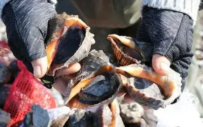 Samsun’dan salyangoz ihracatı
