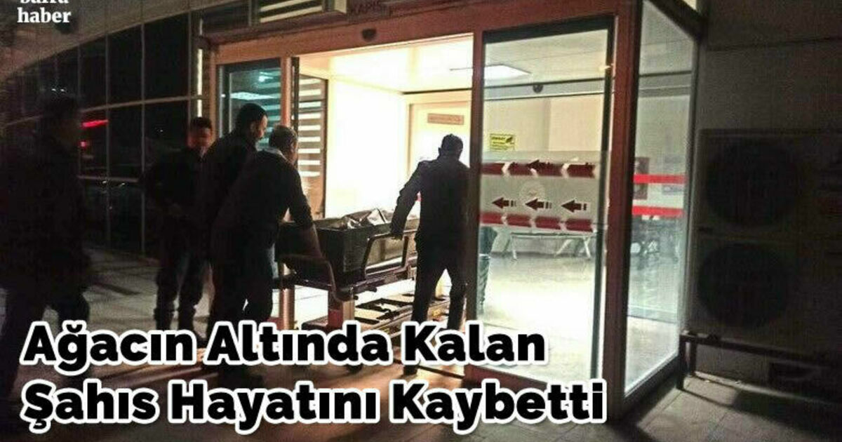 Ağacın altında kalan şahıs hayatını kaybetti
