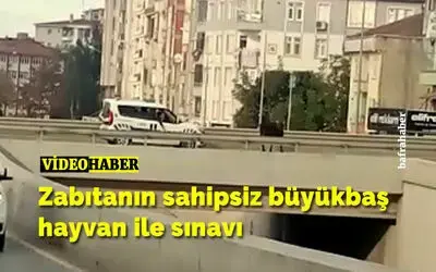 Zabıtanın Sahipsiz Büyükbaş Hayvan İle Sınavı