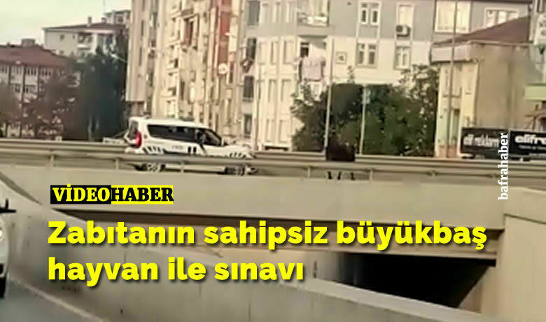 Zabıtanın Sahipsiz Büyükbaş Hayvan İle Sınavı