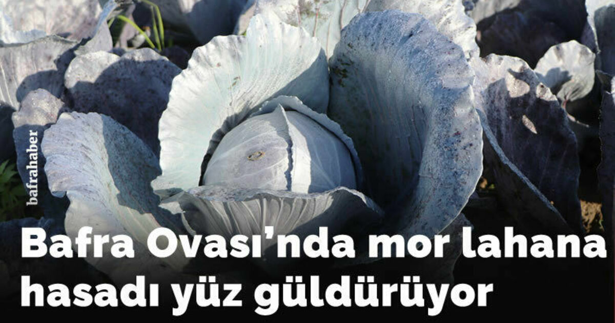 Bafra Ovası’nda mor lahana hasadı yüz güldürüyor