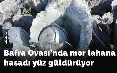 Bafra Ovası’nda mor lahana hasadı yüz güldürüyor