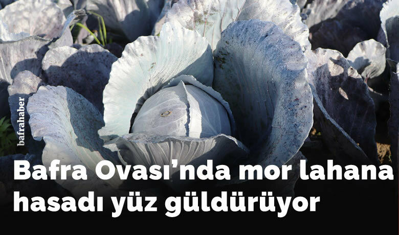 Bafra Ovası’nda mor lahana hasadı yüz güldürüyor