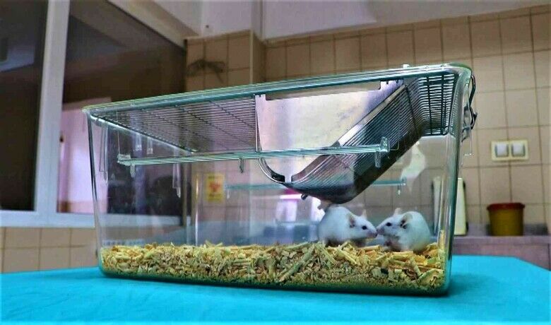 ’Deney fareleri’ sayesindeilaçların yan etkileri azalıyor - Özel laboratuvar ortamında yetiştirilen deney fareleri günümüzde insanların birçok ilaçtan yan etkisi az şekilde faydalanmasına yardımcı oluyor.