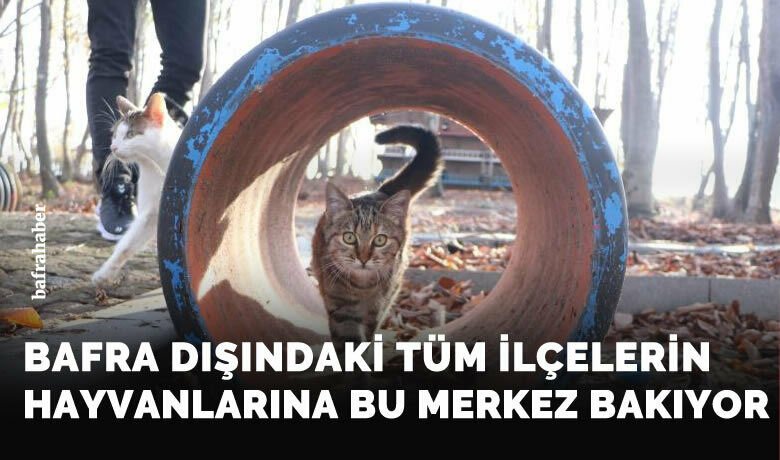 Bafra dışındaki tüm ilçelerinhayvanlarına bu merkez bakıyor - Samsun’da  bin 500 kedi ve köpeğin yaşadığı Büyükşehir Belediyesi Güçten Düşmüş Sahipsiz Hayvanlar Bakım Merkezi’ne kaza veya başka sebeplerle getirilen sokak hayvanlarının tedavileri yapılıyor. Yaşam şartları iyileştirilen diğer hayvanlar ise sahiplendiriliyor.