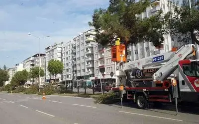 Samsun’da ağaçlara kış bakımı
