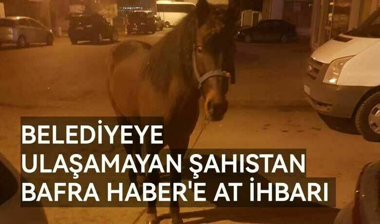 İpini Koparan At Emirefendi'de Göründü - Samsun'un Bafra ilçesinde ipini Koparan At mahalle mahalle gezdi.