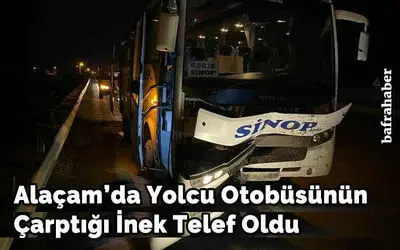 Yolcu otobüsünün çarptığı inek telef oldu