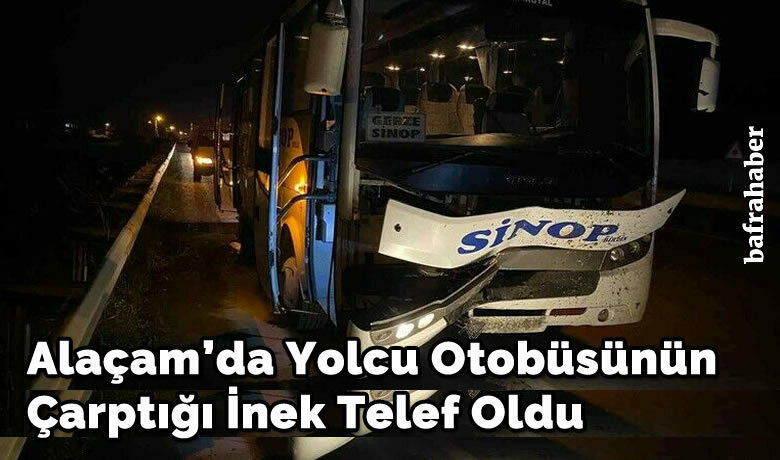 Yolcu otobüsünün çarptığı inek telef oldu