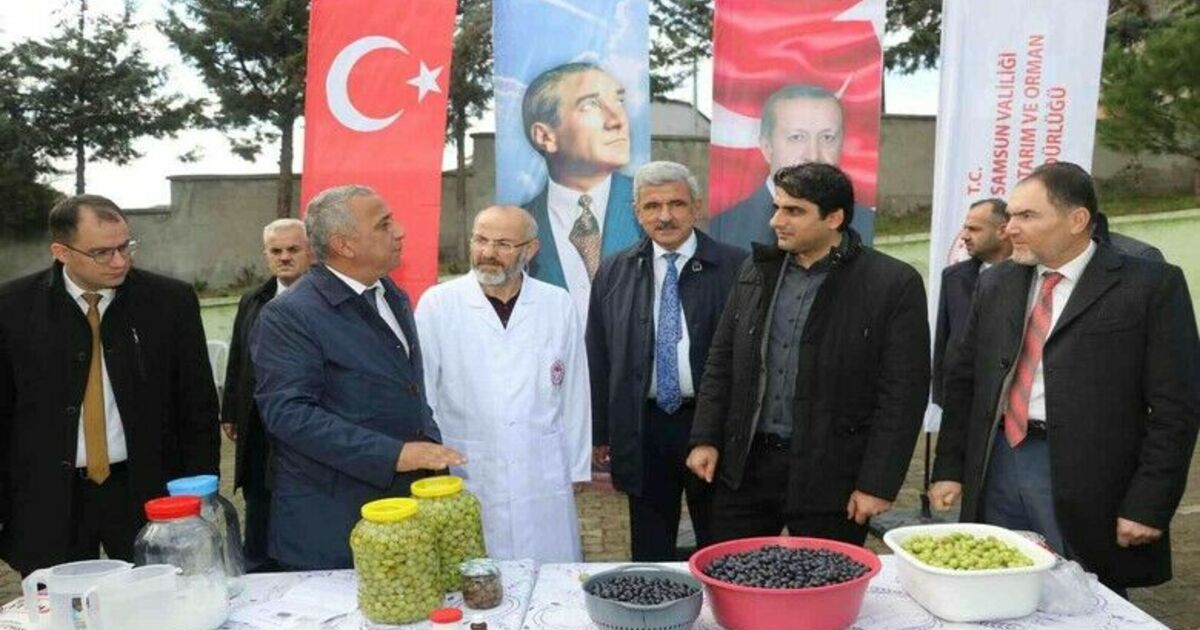 Samsun’da zeytin tarımı tekrardan canlanıyor