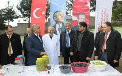 Samsun’da zeytin tarımı tekrardan canlanıyor