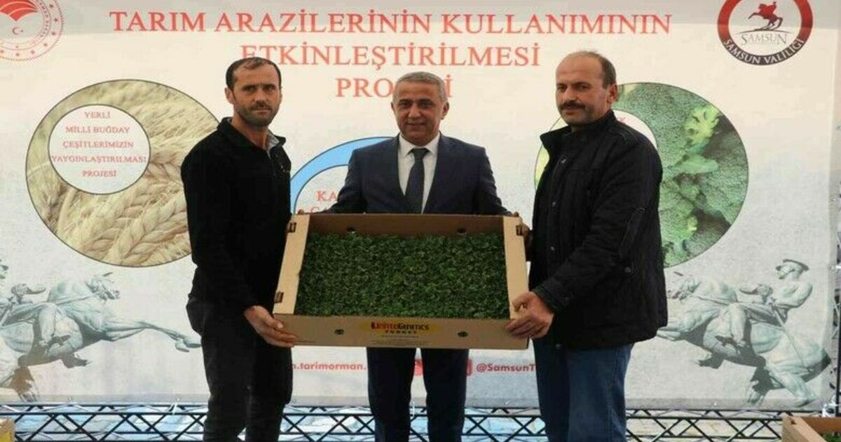 Samsun’da 6 bin 783 dekar alanda 8 bin 240 ton marul üretiliyor
