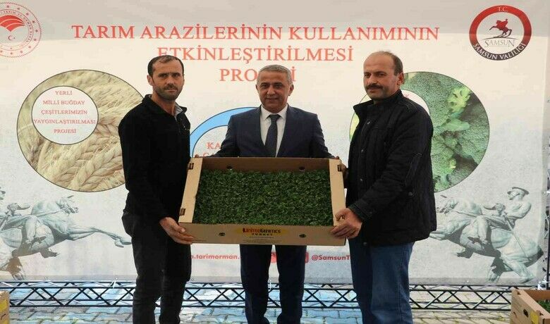 Samsun’da 6 bin 783 dekar alanda8 bin 240 ton marul üretiliyor - Samsun’da 6 bin 783 dekar alanda 8 bin 240 ton marul üretimi yapılırken, üreticilere 75 hibe destekli marul fidesi dağıtıldı.